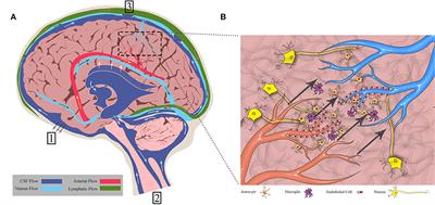 Convection-Enhanced Delivery: Connection to and Impact of Interstitial Fluid Flow